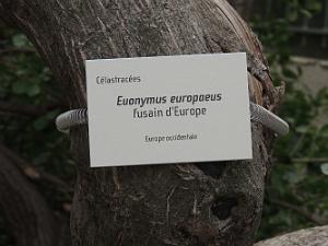 34 Affiche le fusain d'Europe